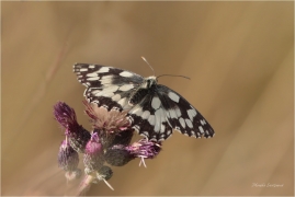 <p>OKÁČ BOJÍNKOVÝ (Melanargia galathea) ----- / Marbled white - Schachbrett (Schmetterling)/</p>